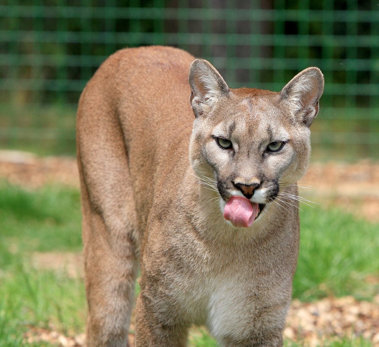 Cougars as Cat Predators