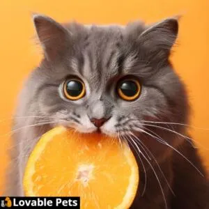 Can Cats Eat Oranges?