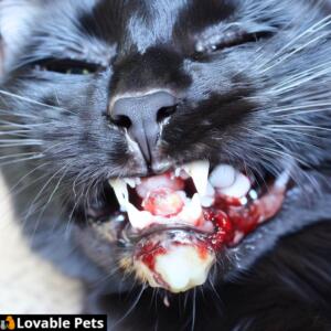 Possible Causes for Black Gums in Cats