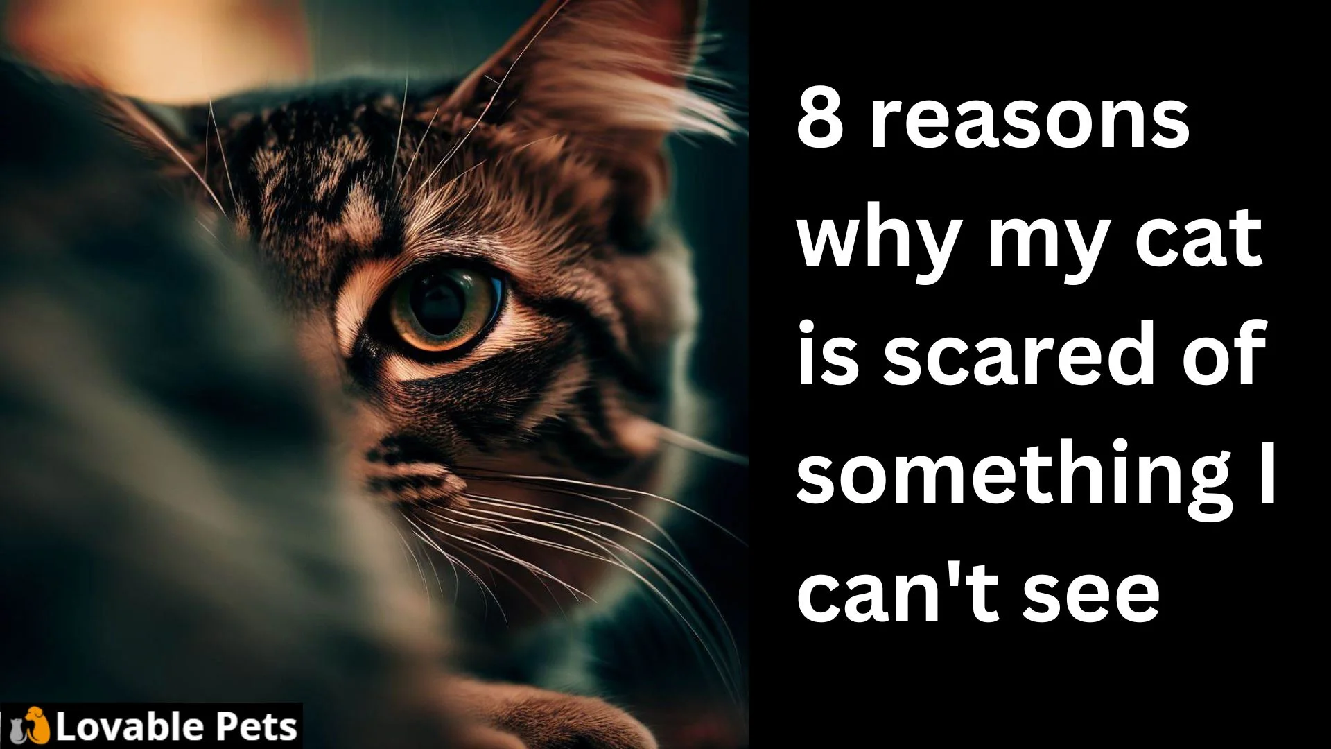 8 reasons why my cat is scared of something i can't see
