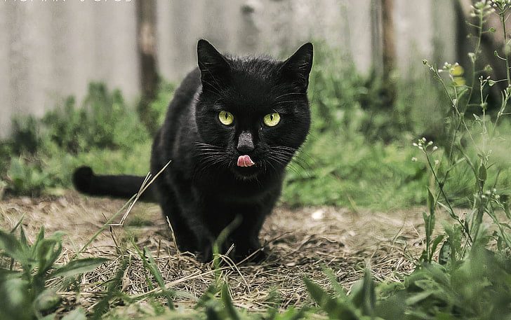Bombay Cats with yellow eyes and black breed