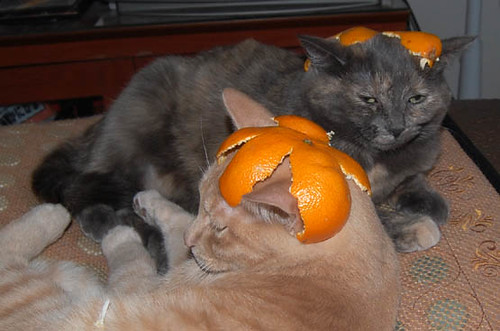 Do Cats Like Oranges