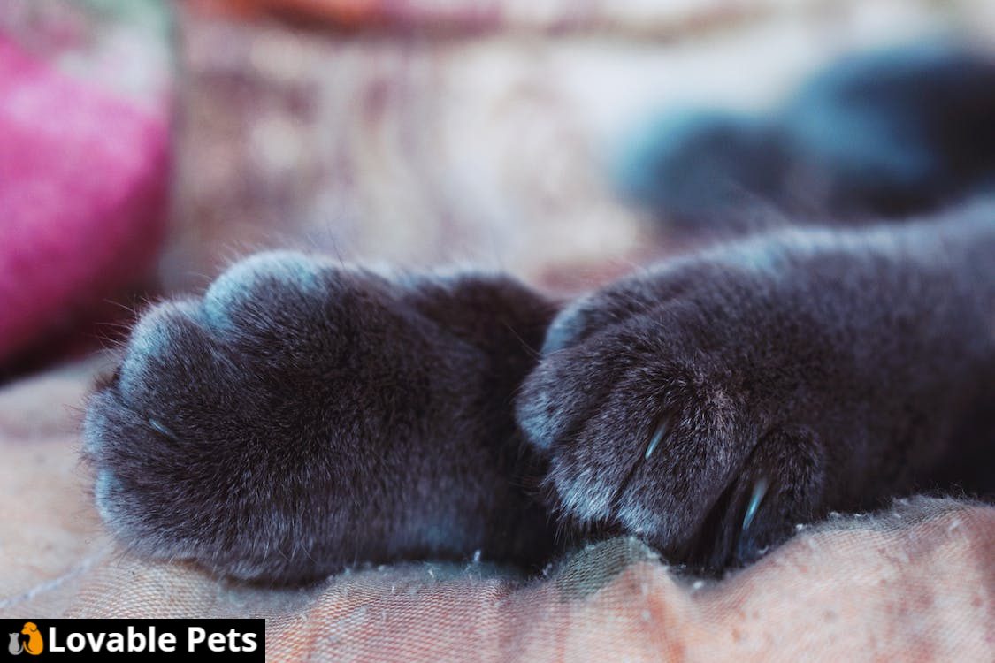 cats cracked paw pads