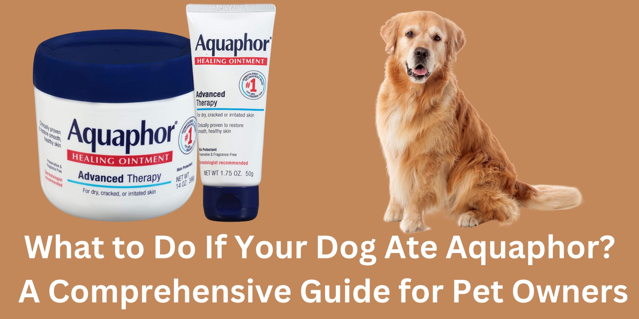 What to Do If My Dog Ate Aquaphor Is My Dog In Danger
